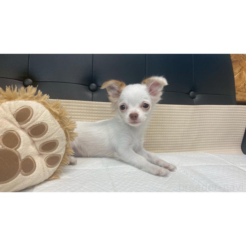 成約済の兵庫県のチワマル:チワワ×マルチーズ-405811の7枚目